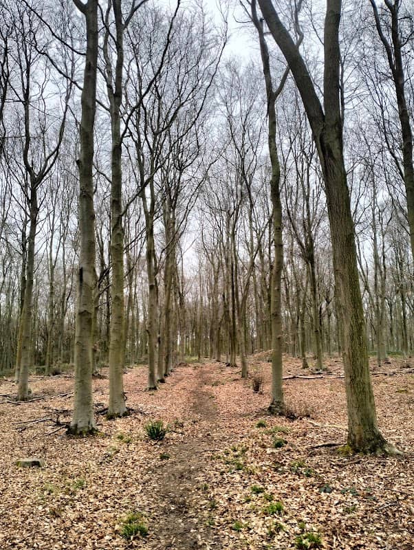 Bedford Purlieus Woods - Image 1