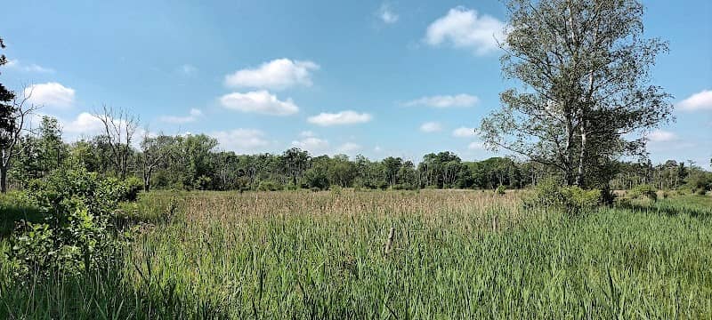 Chippenham Fen - Image 2
