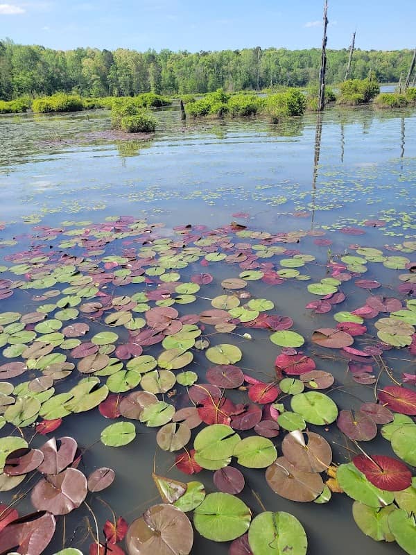 Big Haynes Nature Trail - Image 3