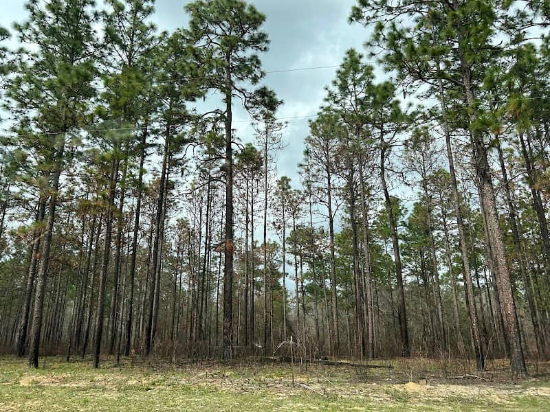 Conecuh National Forest - Image 1