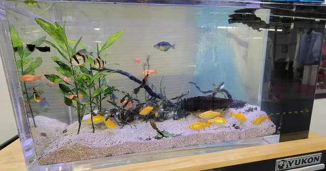 Vulcan Aquatics - Image 2