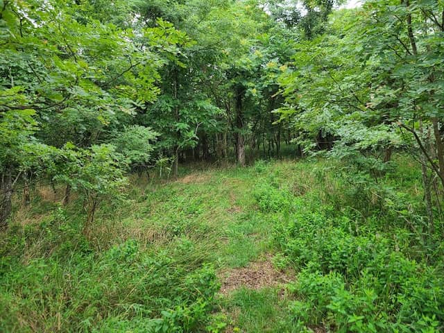 Sideling Hill Wildlife Management Area - Image 2