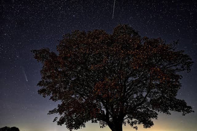 Wilgersdorfer Baum - Image 1
