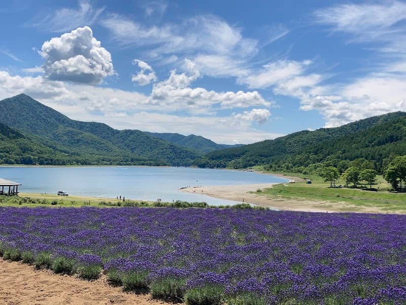 Lake Kanayama Lavender Field - Image 3