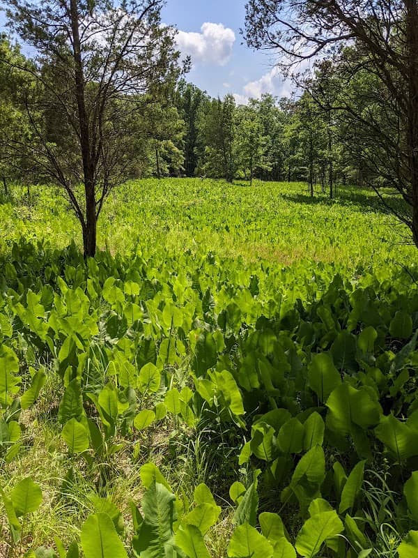 Adams Lake Prairie State Nature Preserve - Image 2