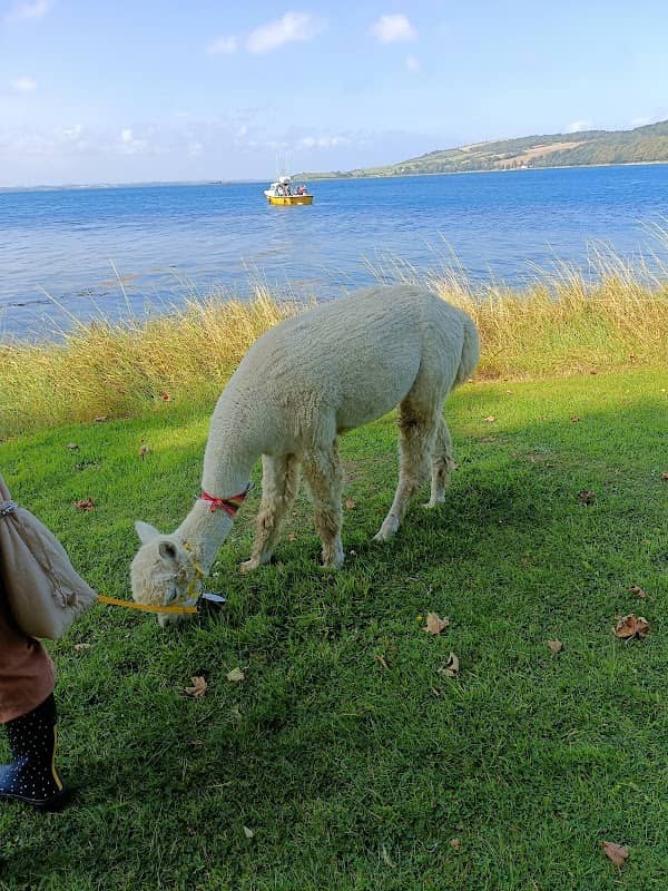 Strangford Bay Alpacas - Image 1