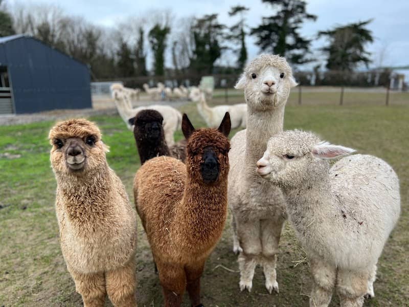 Strangford Bay Alpacas - Image 2