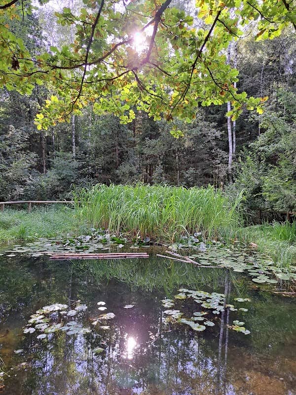 Natur-Teich im Wald - Image 2
