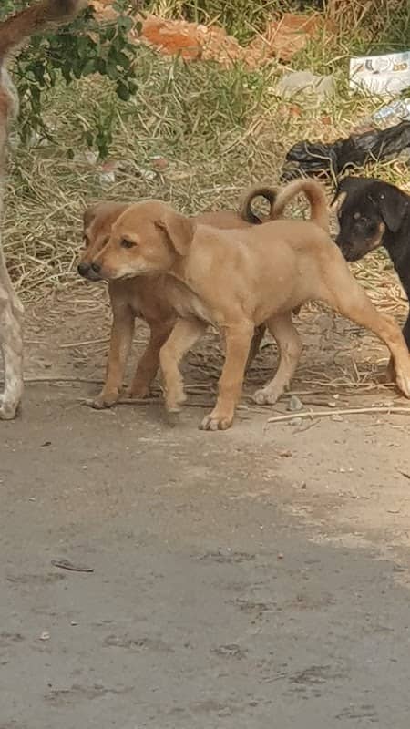 Ketan zoological park - Image 2