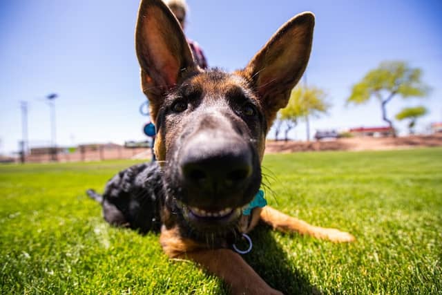 Dutchman Dog Park - Image 1