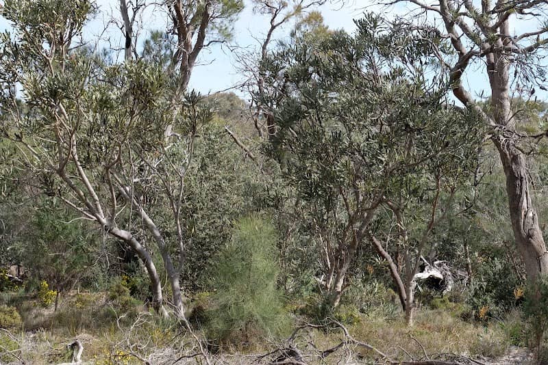 Banksia Conservation Reserve - Image 1