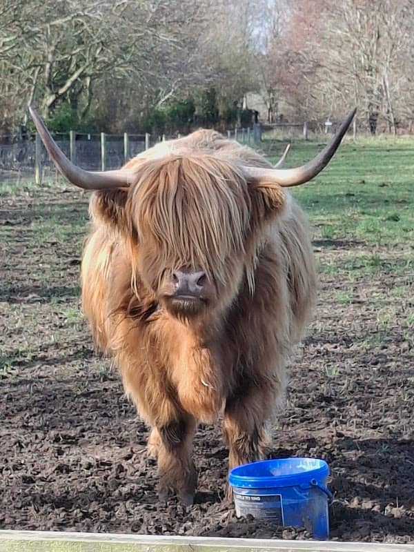 Alton Water Highland cattle - Image 1