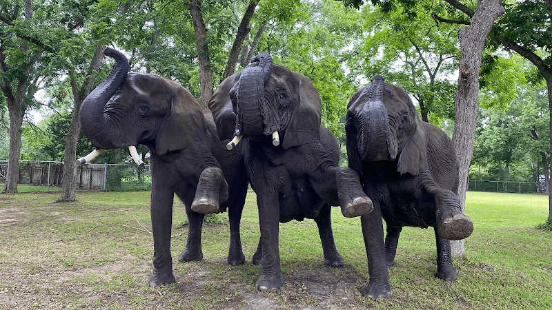 East Texas Elephant Experience - Image 2