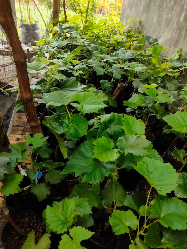 Barokah Farm - Image 1