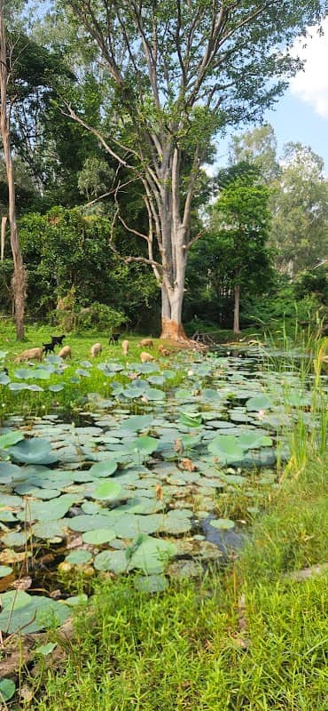 Dyavalingaiahnapalya lake - Image 2