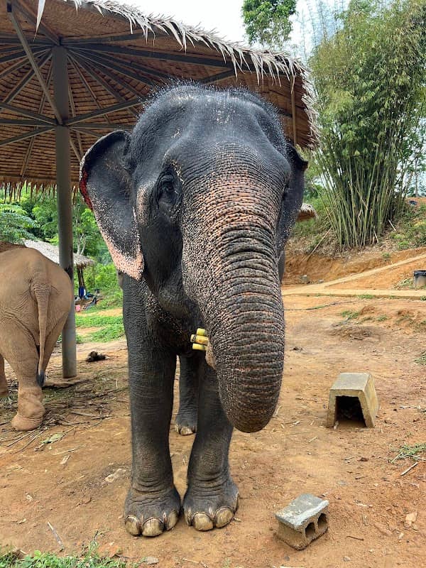 Phuket Elephant Care - Image 2