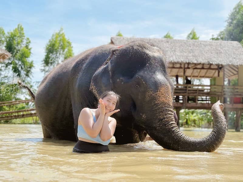 Phuket Elephant Care - Image 3