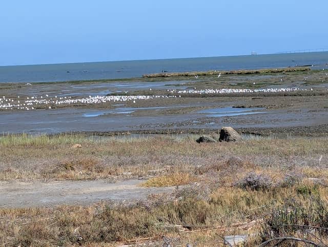 Public Shore Parking - Image 2