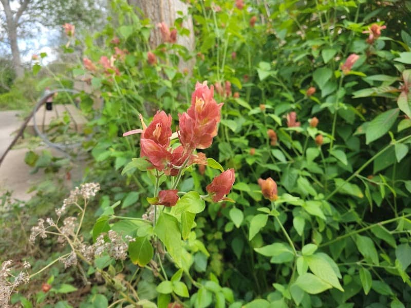 Butterfly Garden - Image 2