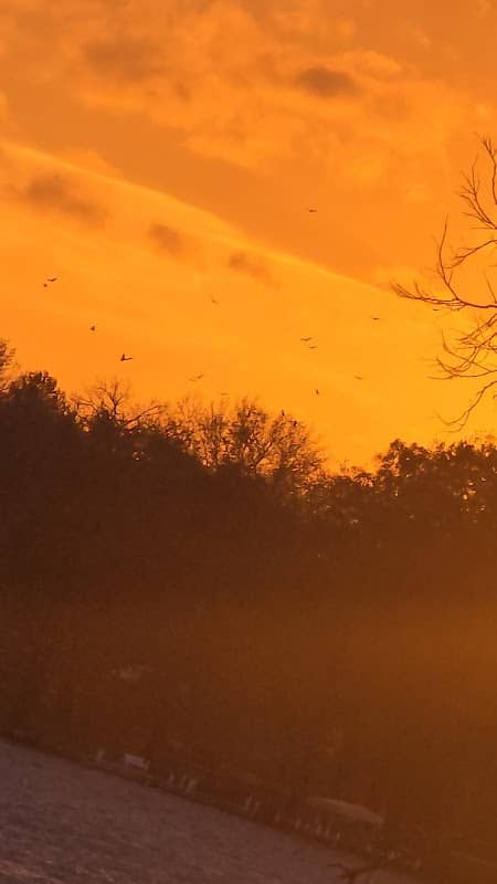 Fox Mill Lane Prairie - Image 1