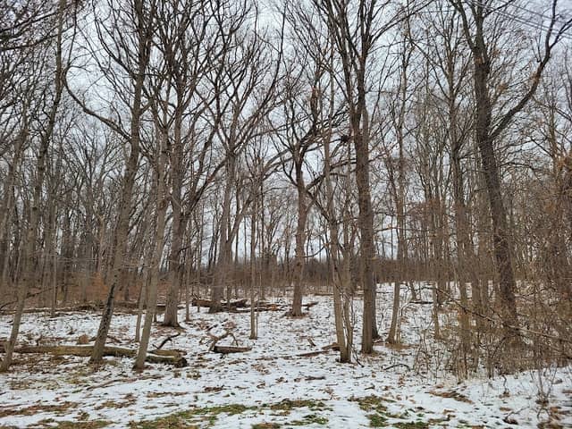 Anderson Woods Forest Preserve - Image 1