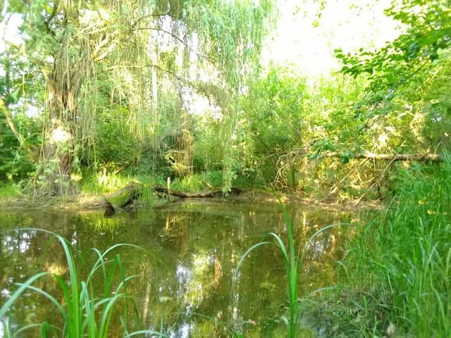 Teich bei Cremlingen - Image 1