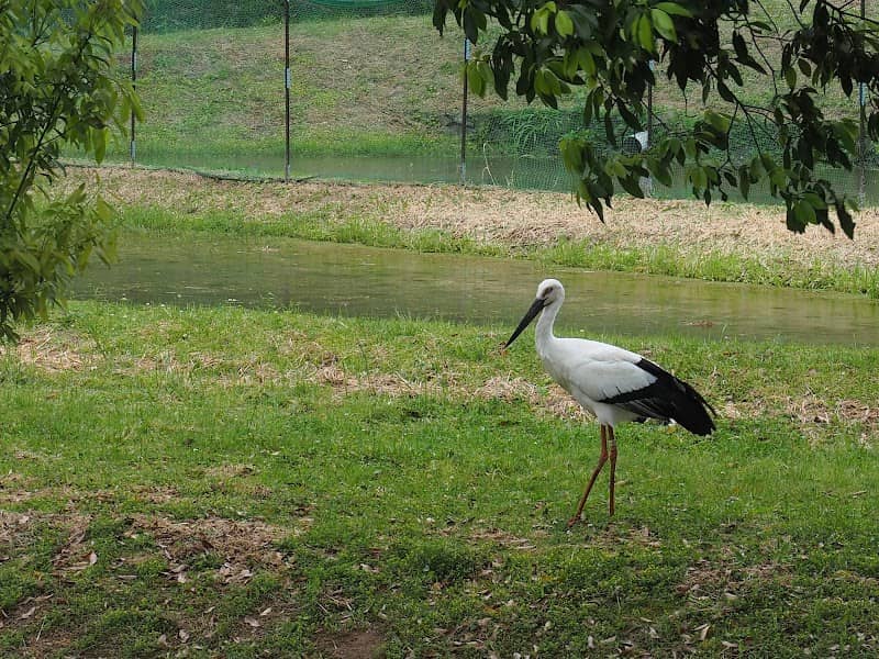 Toyooka Municipal Museum of the Oriental White Stork - Image 1