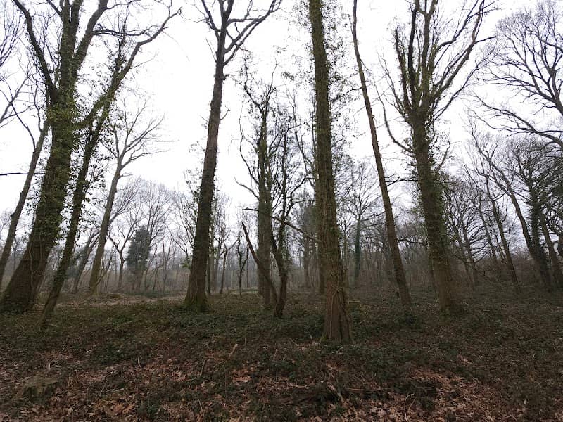 Hawth Woods - Image 2