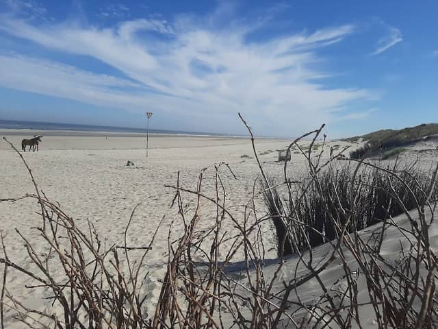 Langeoog: Wattwanderung und Inselführung - Image 1