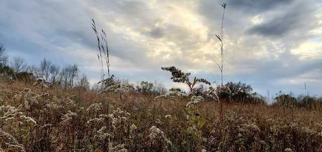 Rainsbarger Wildlife Area - Image 2
