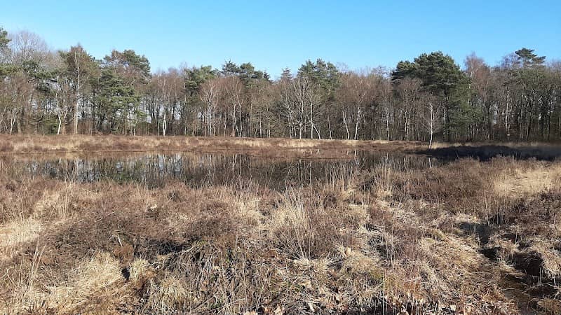 Heideveld T'venertje - Image 2