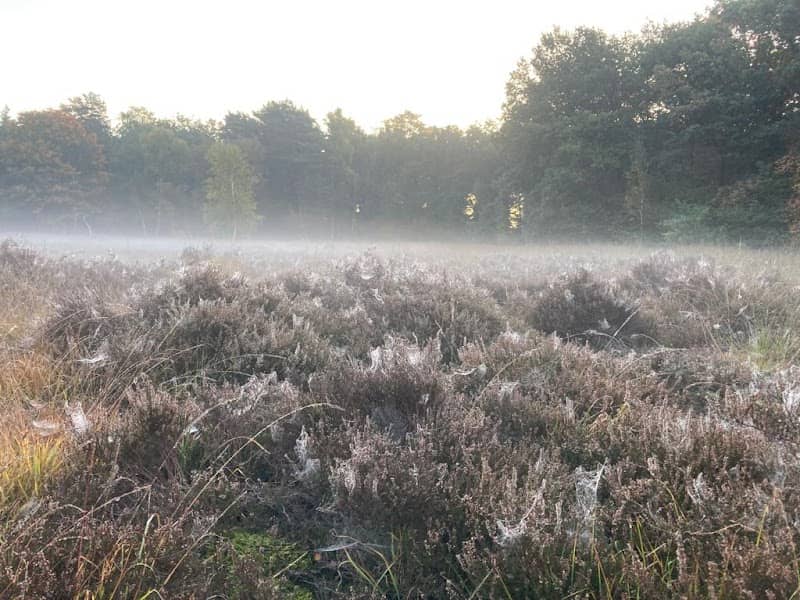 Heideveld T'venertje - Image 1