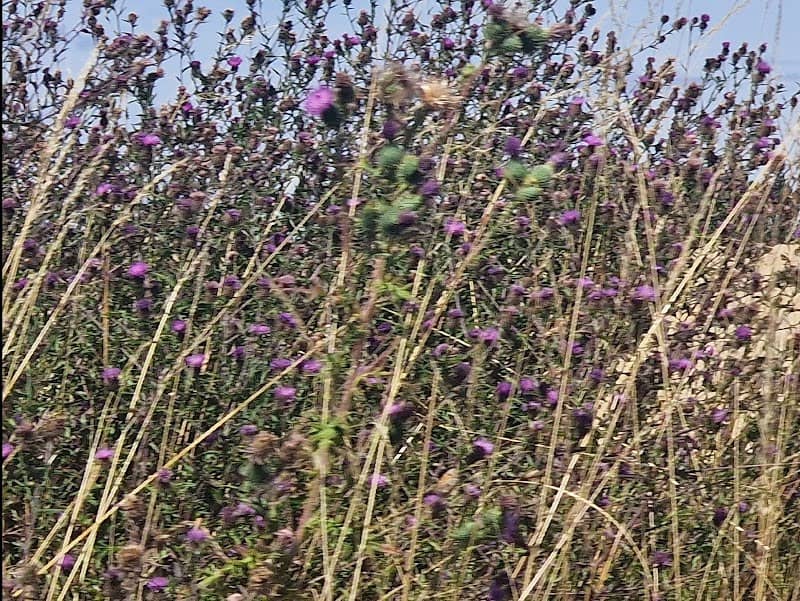 Crowley Park - Image 1