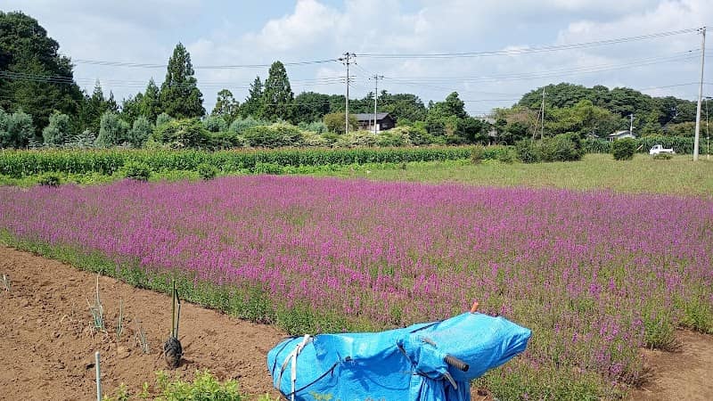 松崎の花畑 - Image 1