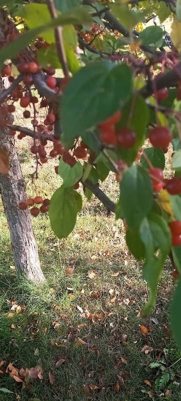 Wildridge Park - Image 2