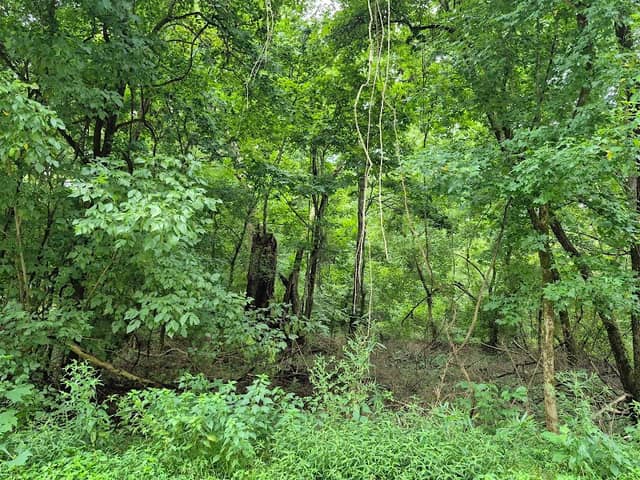 Lindsay Pettus Greenway (Forest Drive Entrance) - Image 3