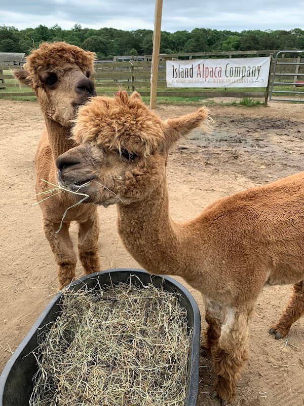 Island Alpaca Company - Image 2