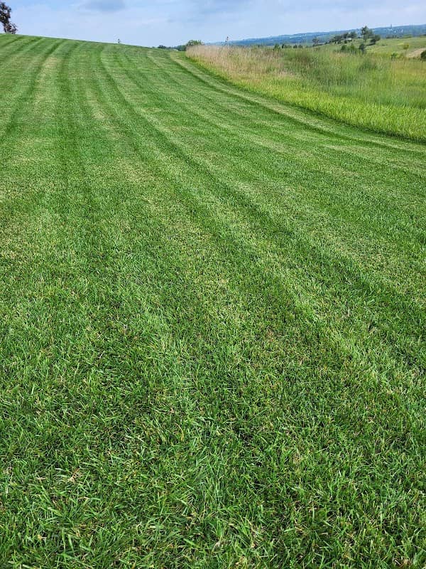 Tercero Mowing cervices llc - Image 2