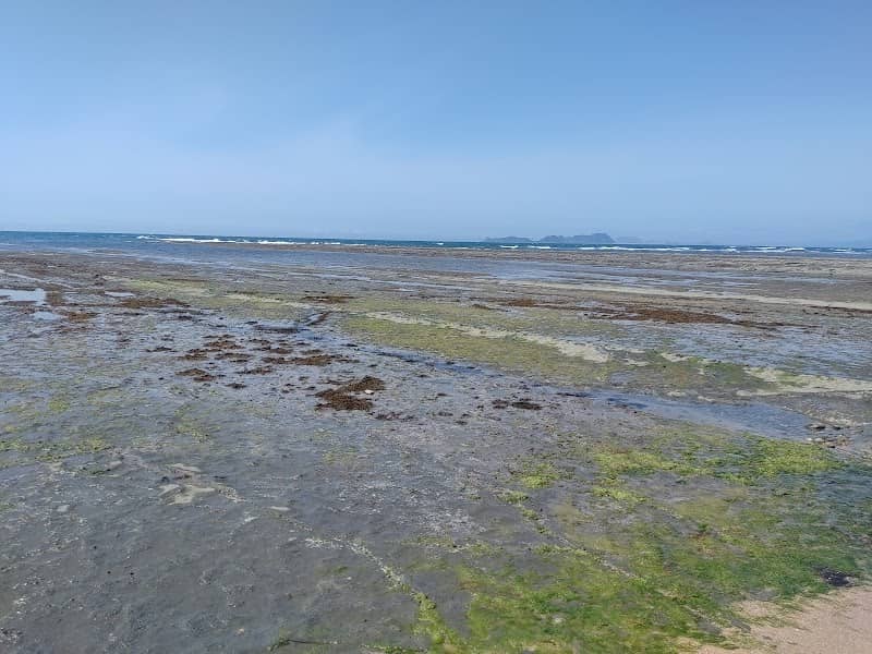 Senjojiki - Image 1