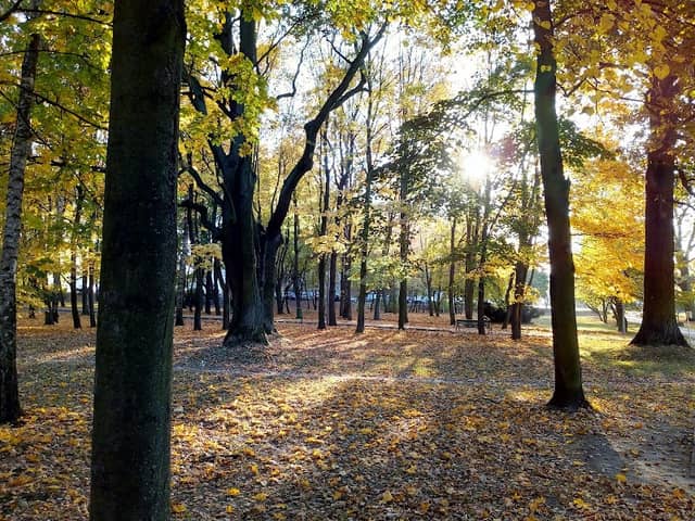 Dębinki - Image 2