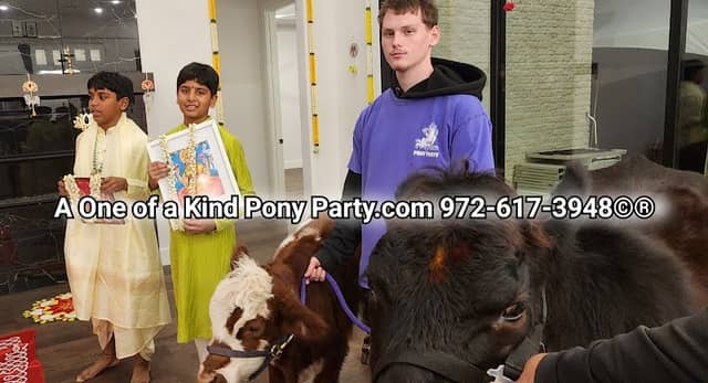 A One of a Kind Petting Zoo - Image 1