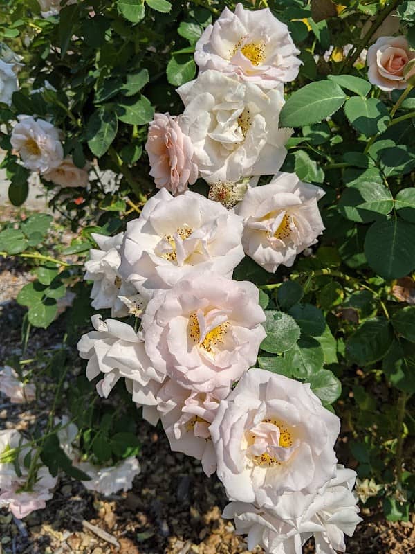 Seattle Rose Society Celebration Garden - Image 3