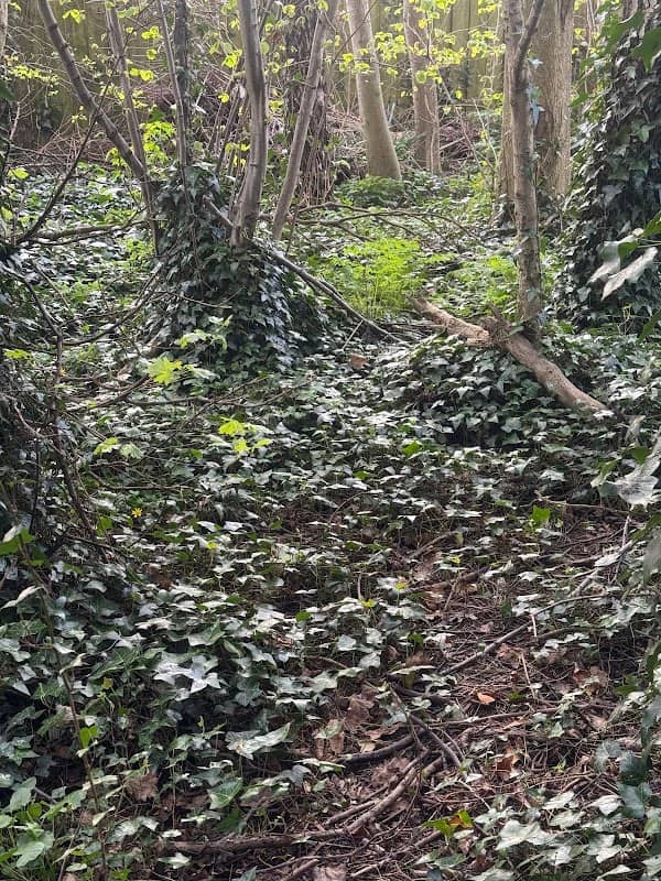 Secret Path - Image 1