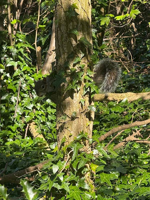 Secret Path - Image 2