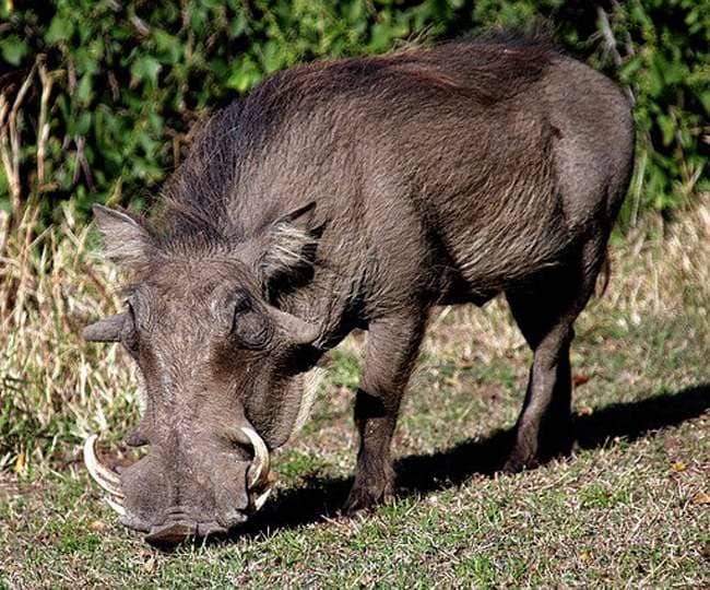 Wildlife - Image 1
