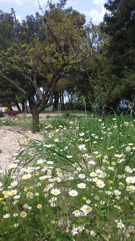 Green area - Image 2