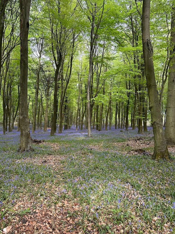 Ashford Warren & Hoads Wood - Kent Wildlife Trust - Image 1