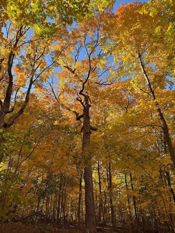 Forest Exploration Center - Image 1