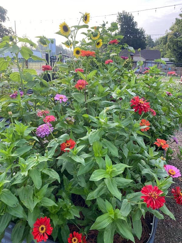 Main Street Community Garden - Image 1