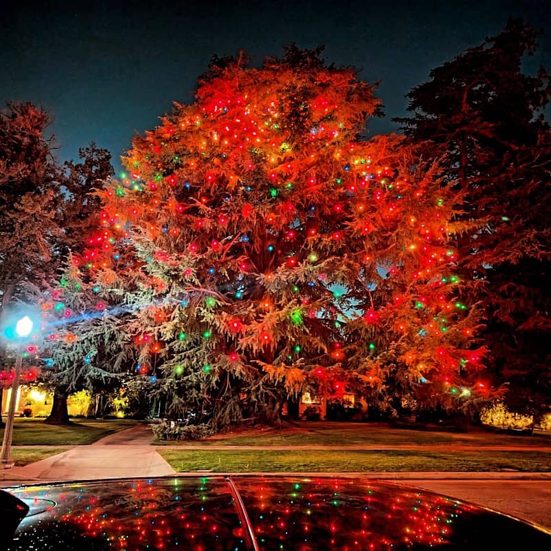 St. Albans Christmas Tree Lane - Image 2